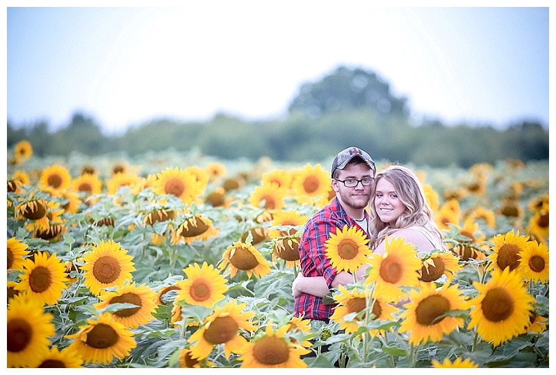 couple in sunflower field